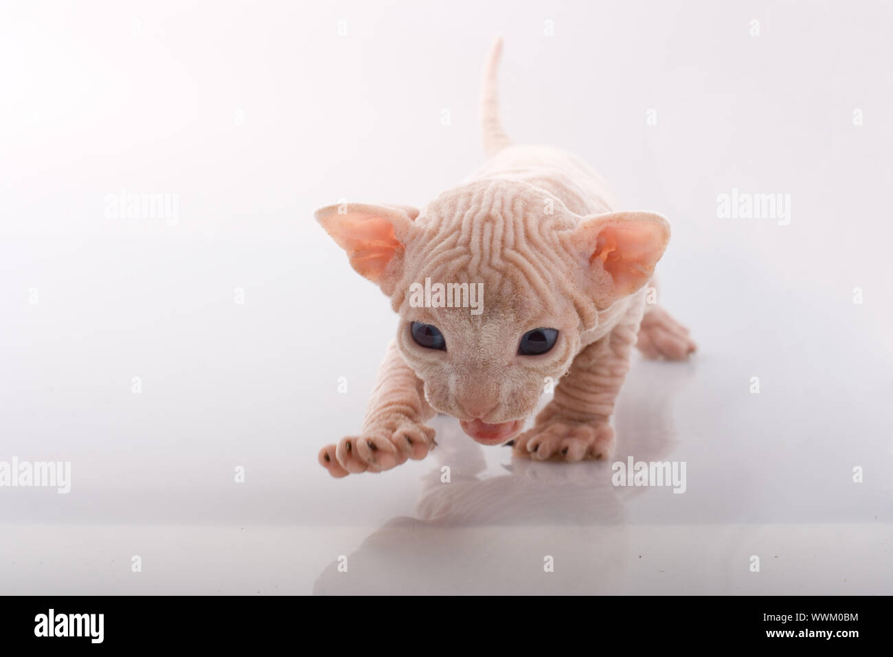 Newborn sphinx kitten walking on white background Stock Photo - Alamy