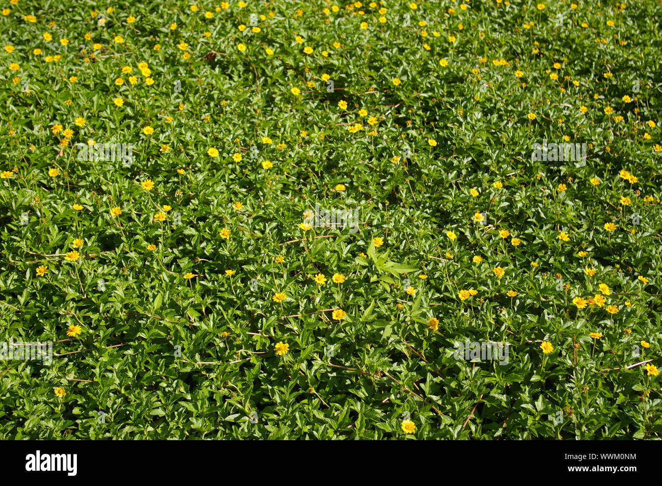 Yellow flowers background Stock Photo - Alamy