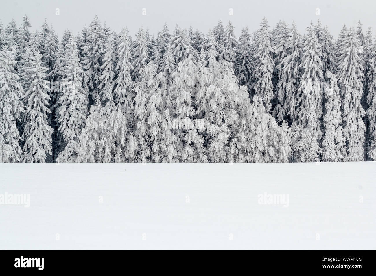A serene winter landscape with trees covered in snow Stock Photo - Alamy