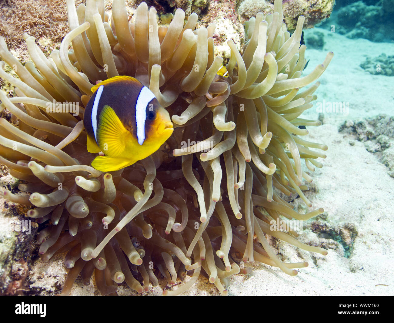 Clownfish Stock Photo - Alamy