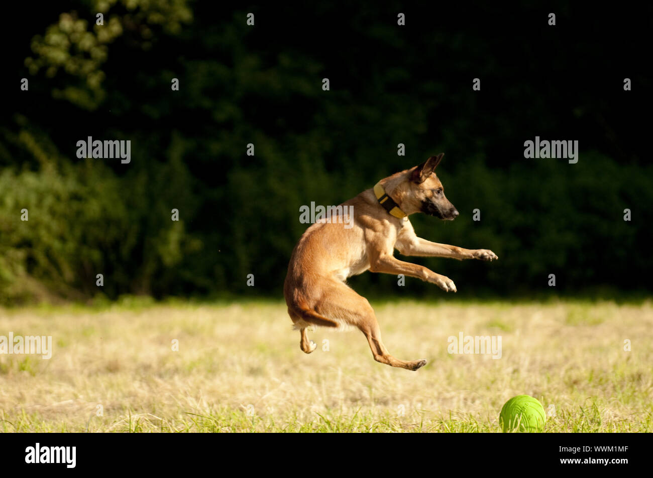 Malinois at the Frisbee game Stock Photo