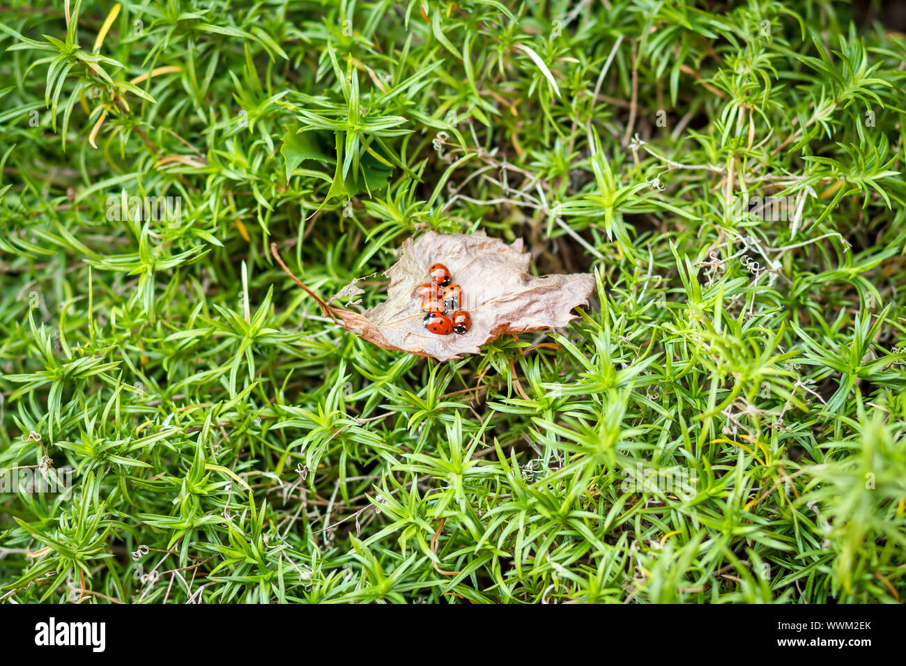 ladybugs on a dry leaf Stock Photo
