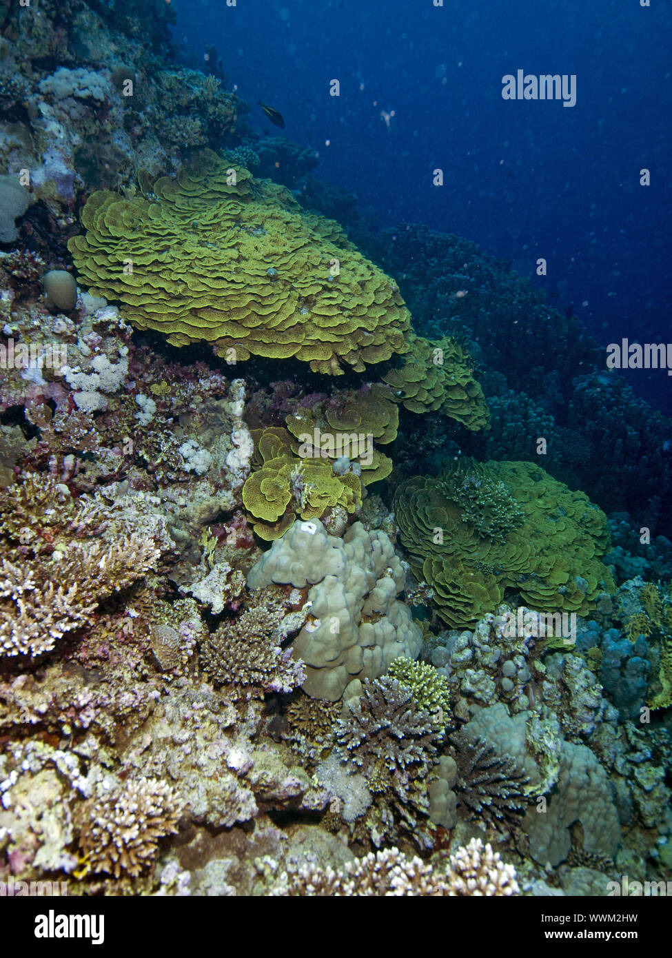 Lettuce coral (Turbinaria mesenterina Stock Photo Alamy