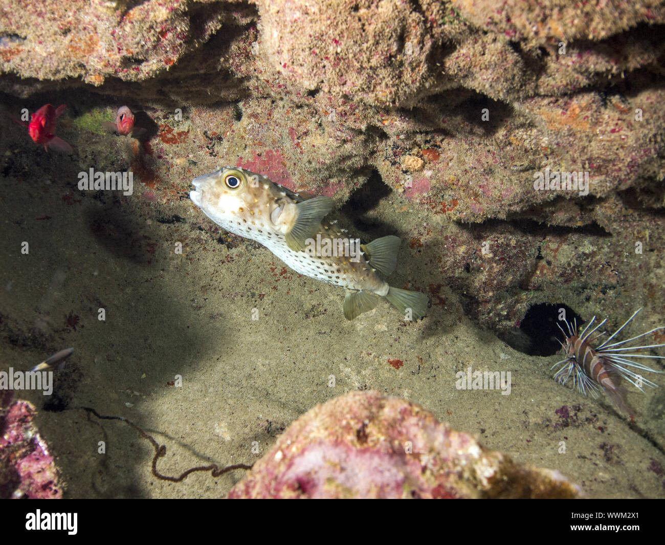 yellow spotted burrfish Stock Photo