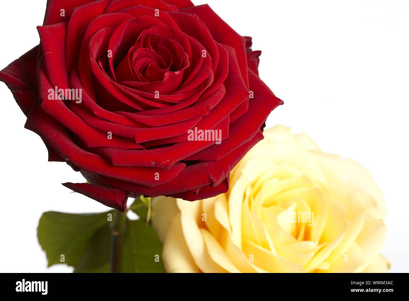 Red and white rose Stock Photo Alamy