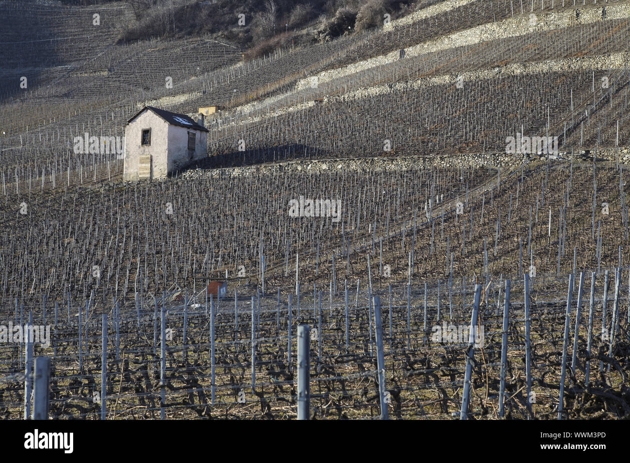 Conthey - Weinberg Stock Photo - Alamy