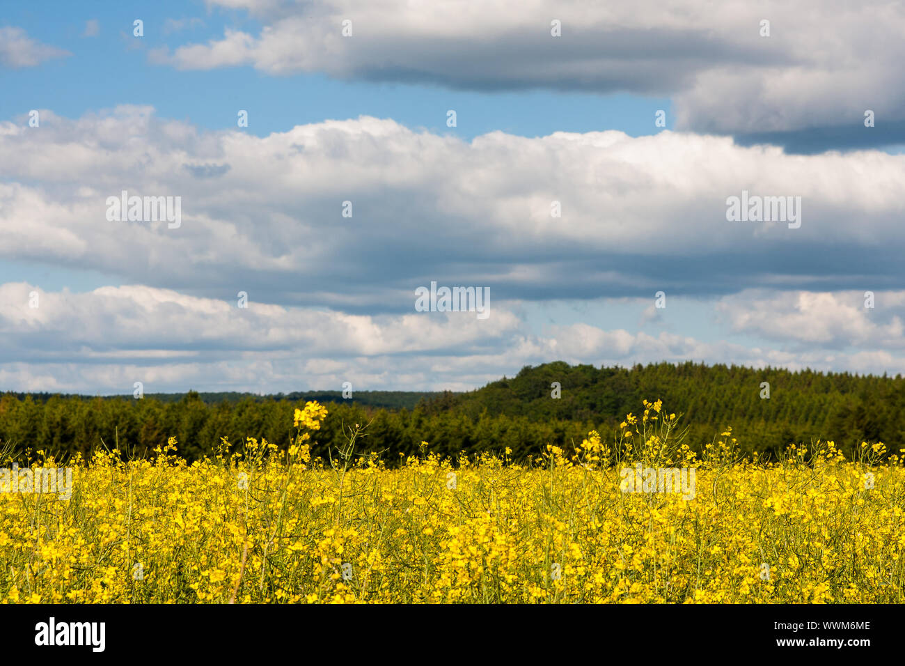 Rape field in summer Stock Photo - Alamy