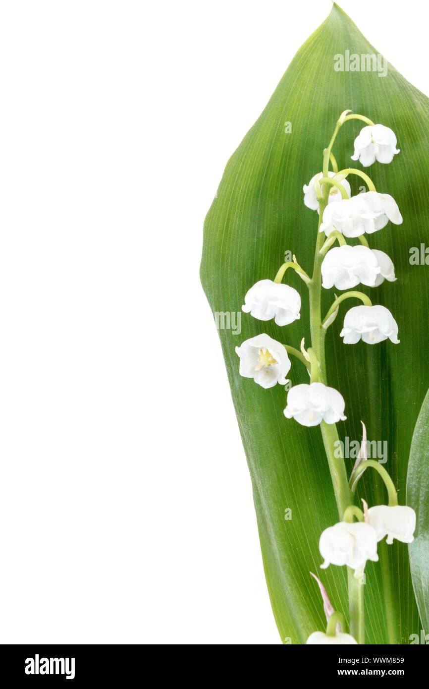 Blooming Lily of the valley Stock Photo - Alamy