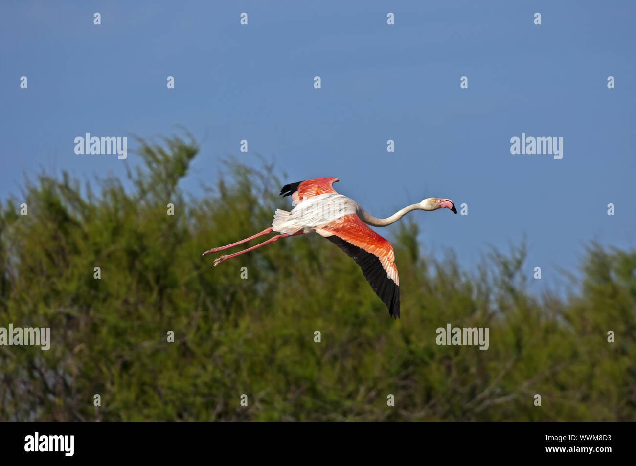 Rosa Flamingo (Phoenicopterus roseus) im Flug Stock Photo