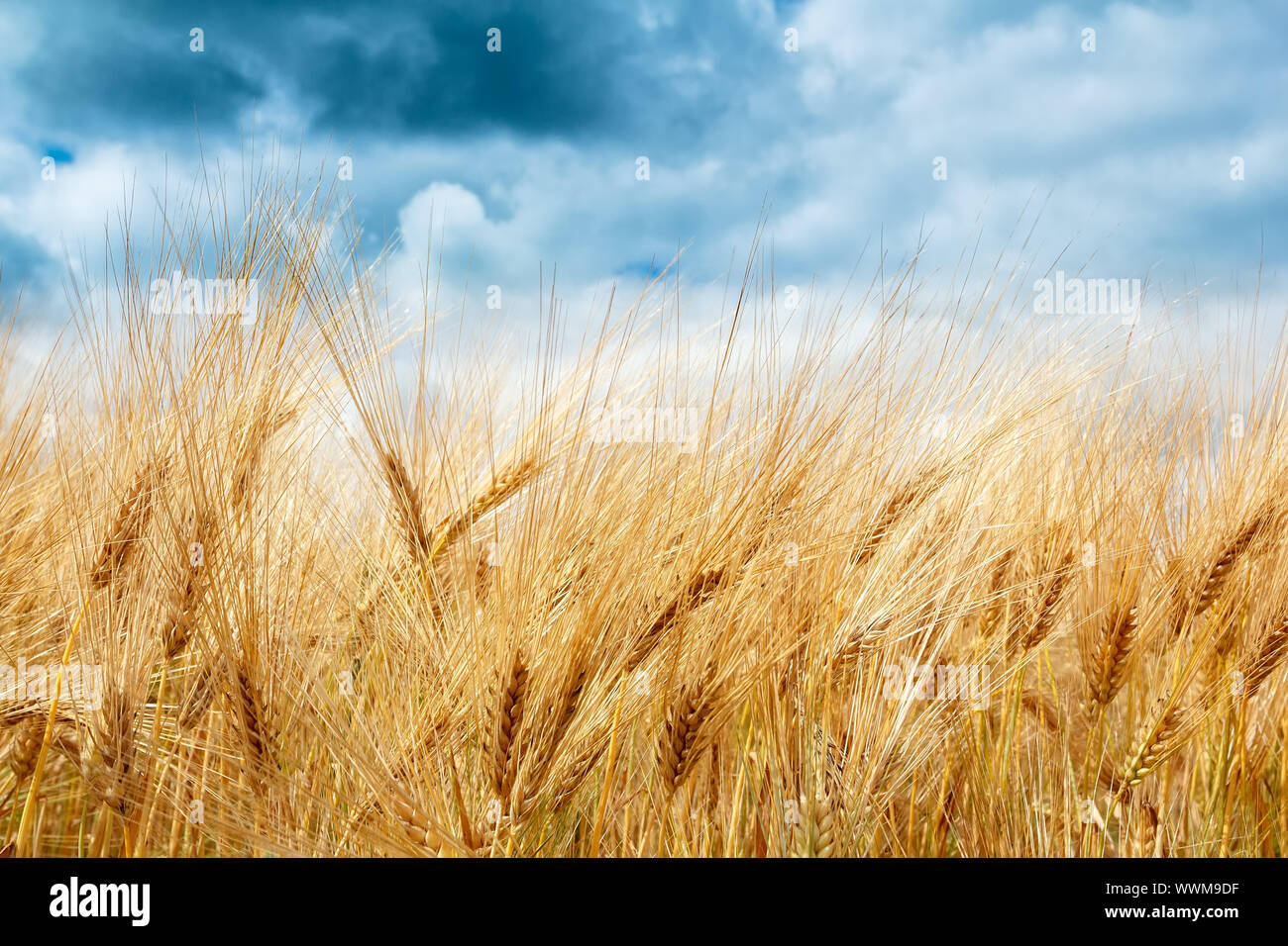 golden wheat field with dramatic storm clouds Stock Photo - Alamy