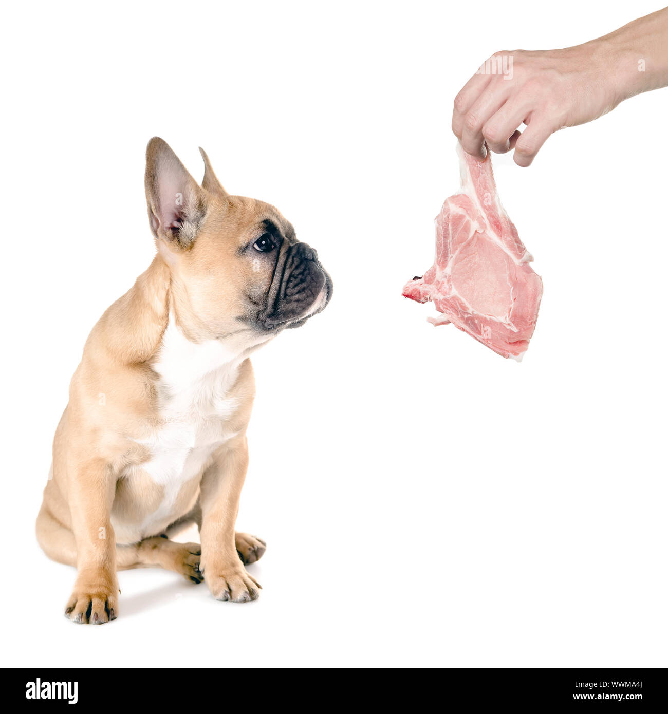 Meat for the dog Stock Photo Alamy