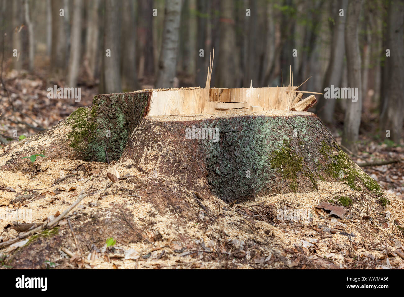 felling of a tree with a pleat Stock Photo