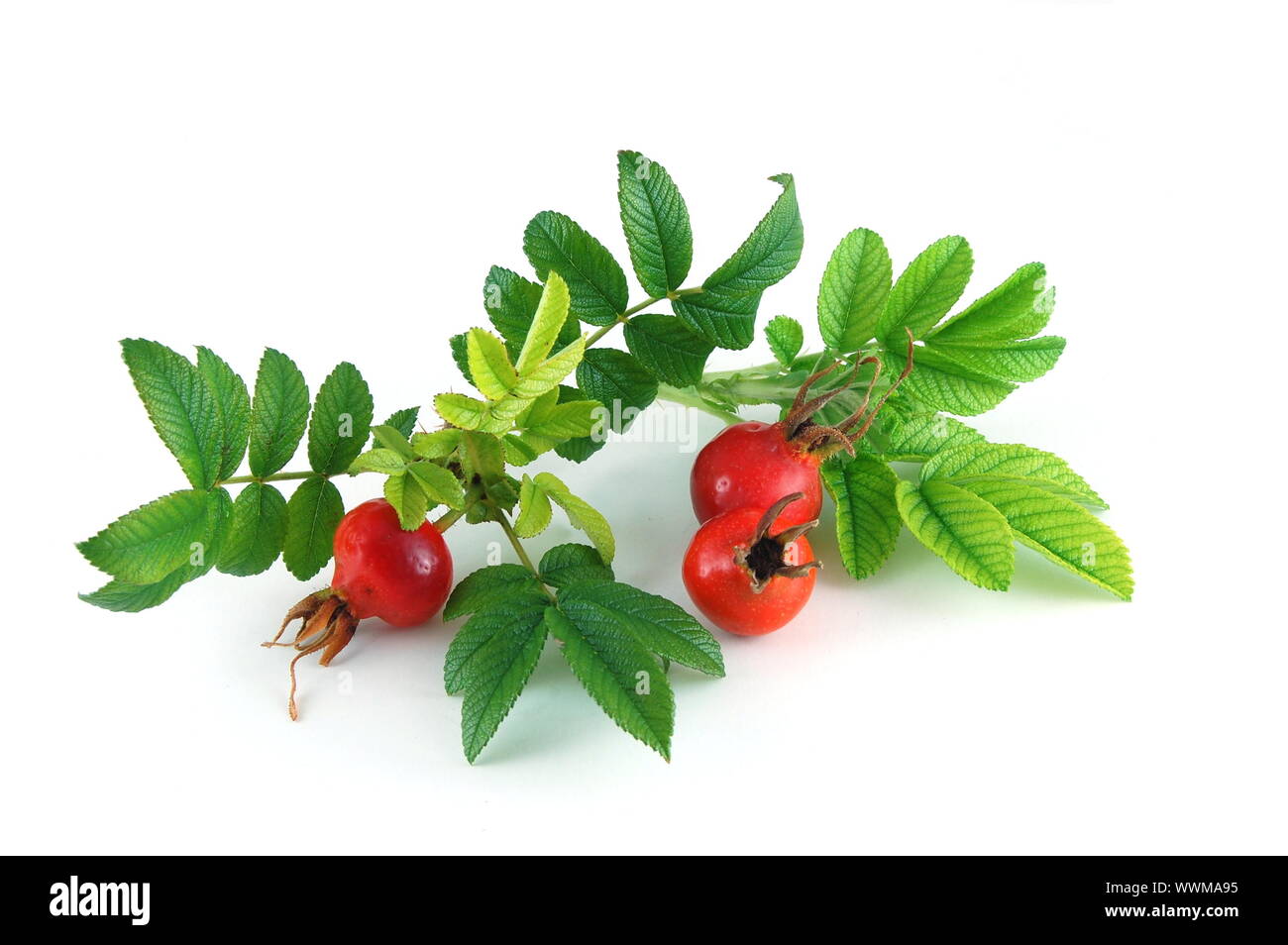 dog rose isolated on a white background Stock Photo - Alamy