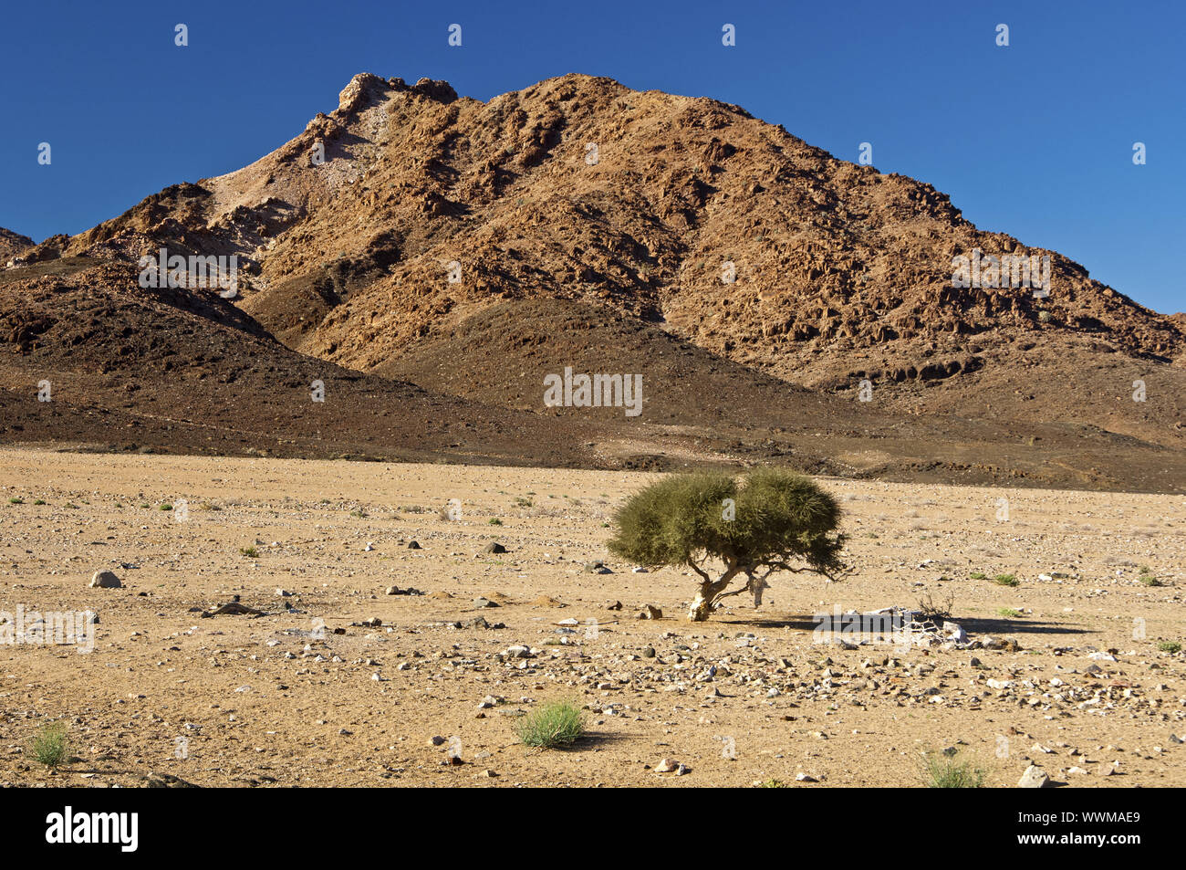 Shepherd tree, Richtersveld Transfrontier Park Stock Photo