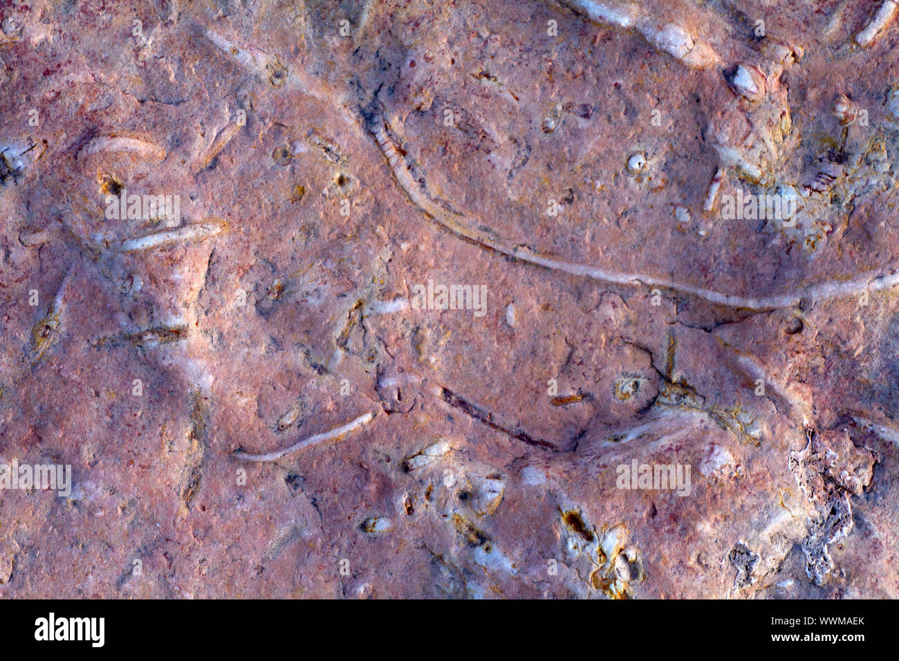 paleontology: invertebrate fossils (not museum) Stock Photo