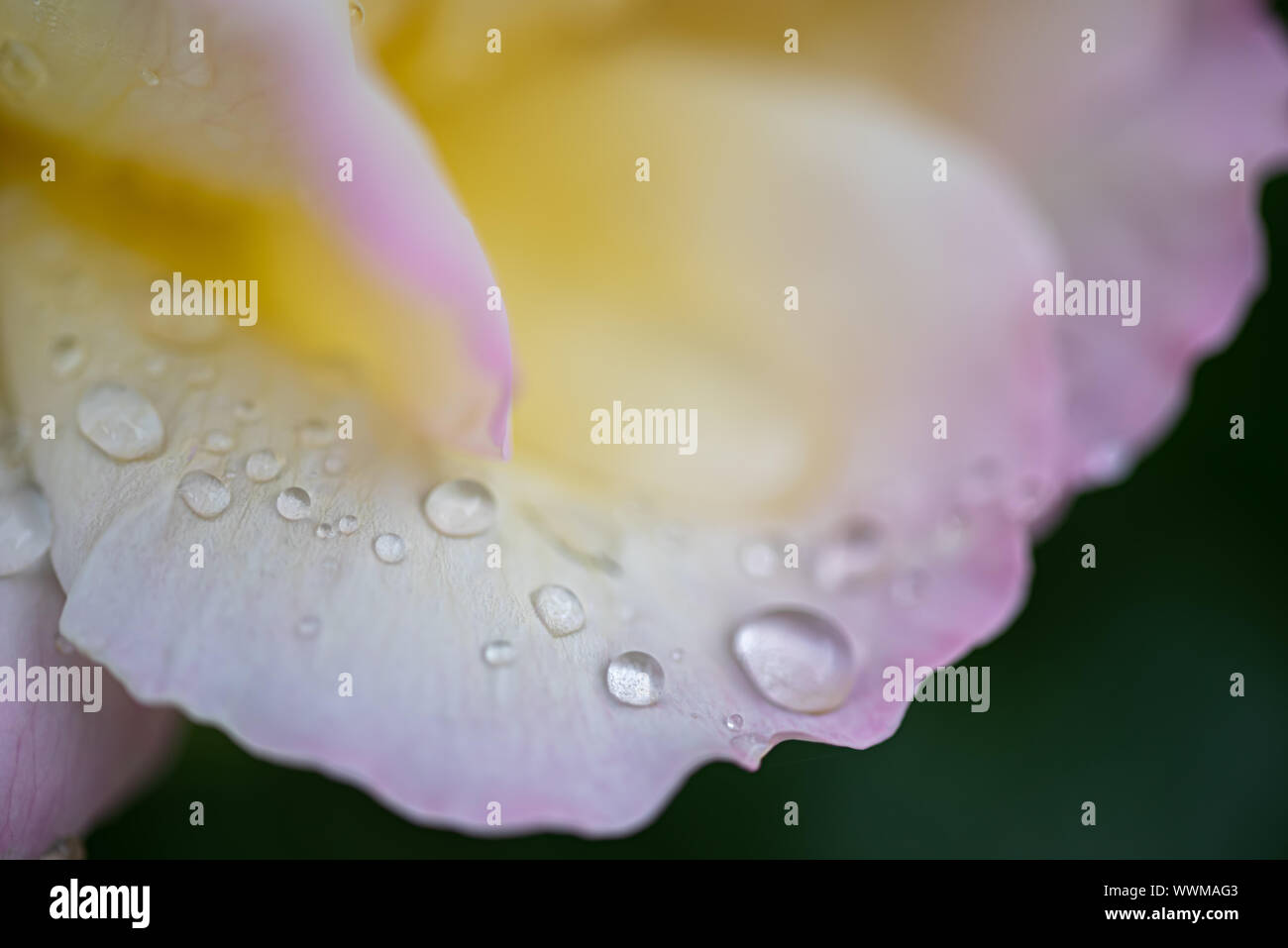 Beautiful white rose drops hi-res stock photography and images - Alamy