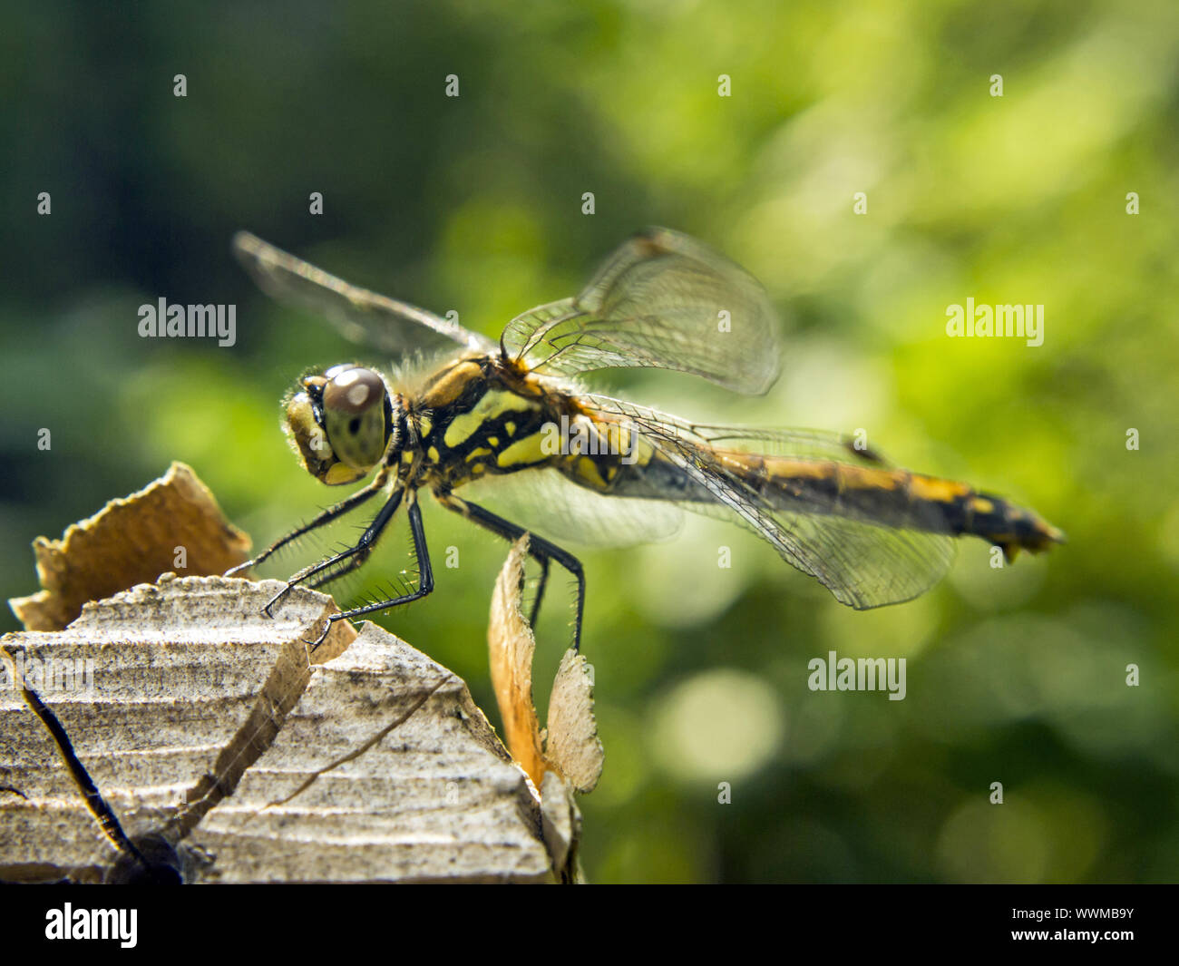 Download Zweifleck libelle For iPhone
