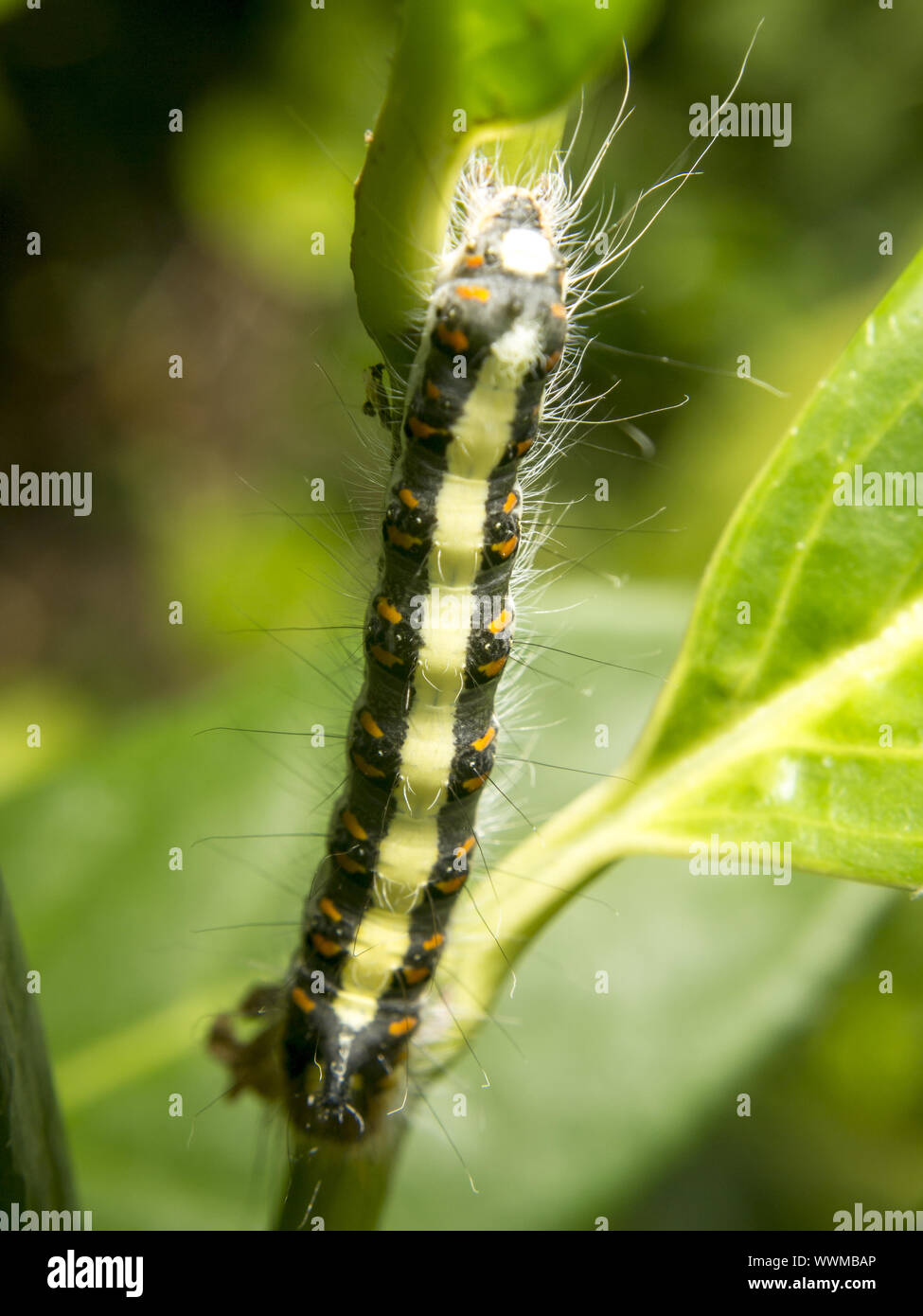 Grey Dagger larva Stock Photo - Alamy