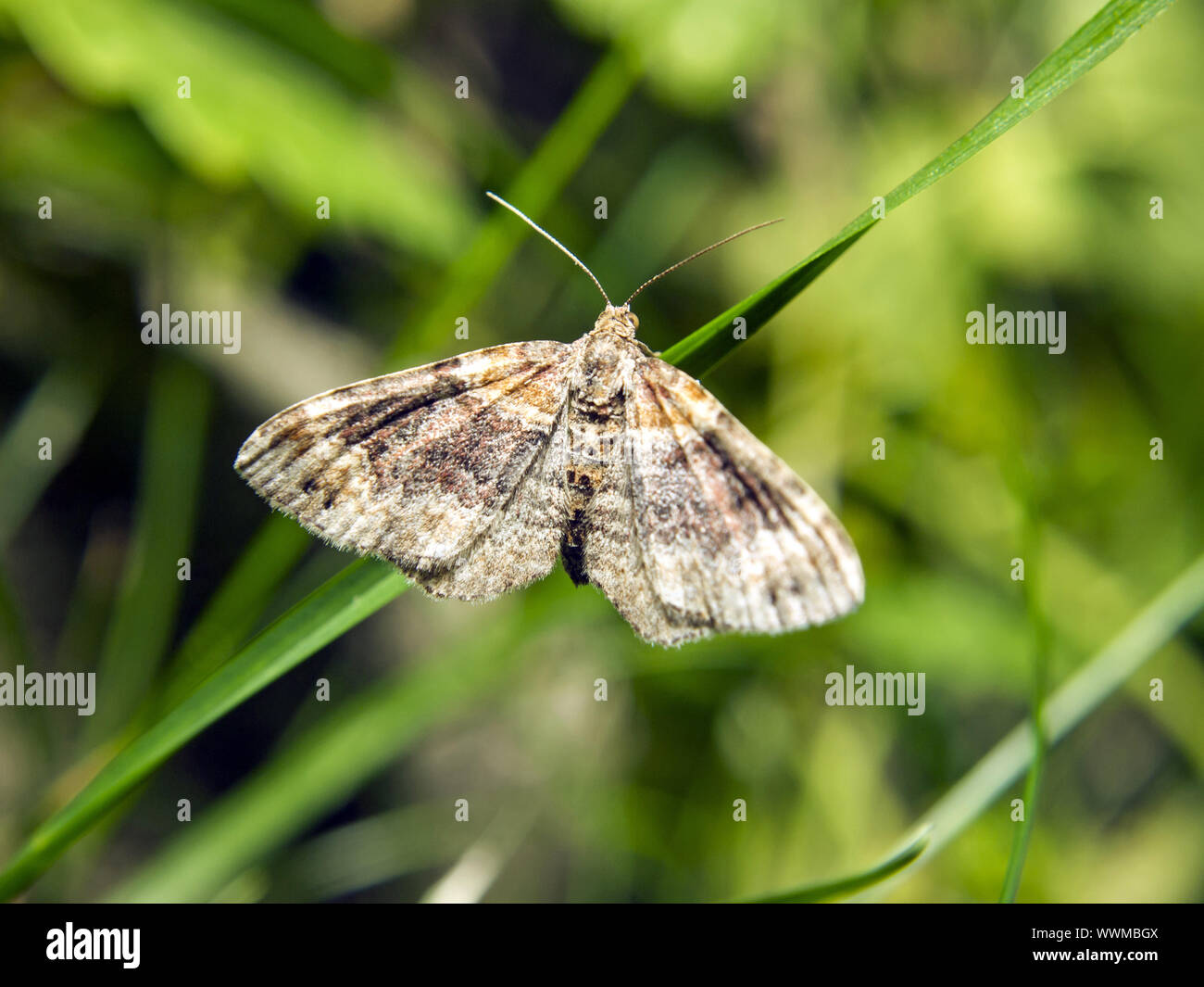 Large moths hi-res stock photography and images - Alamy