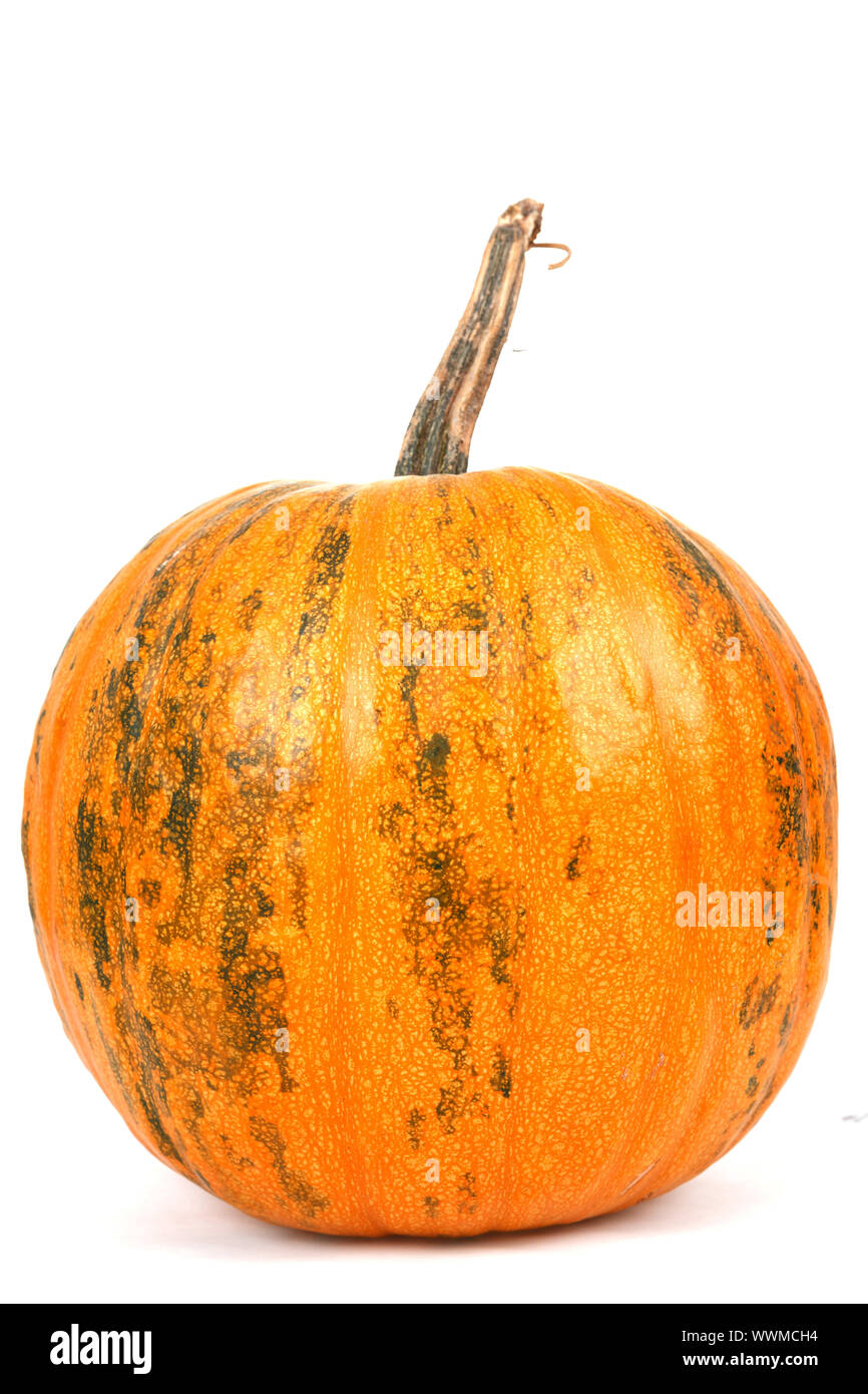 Fresh orange pumpkin isolated on white background Stock Photo - Alamy