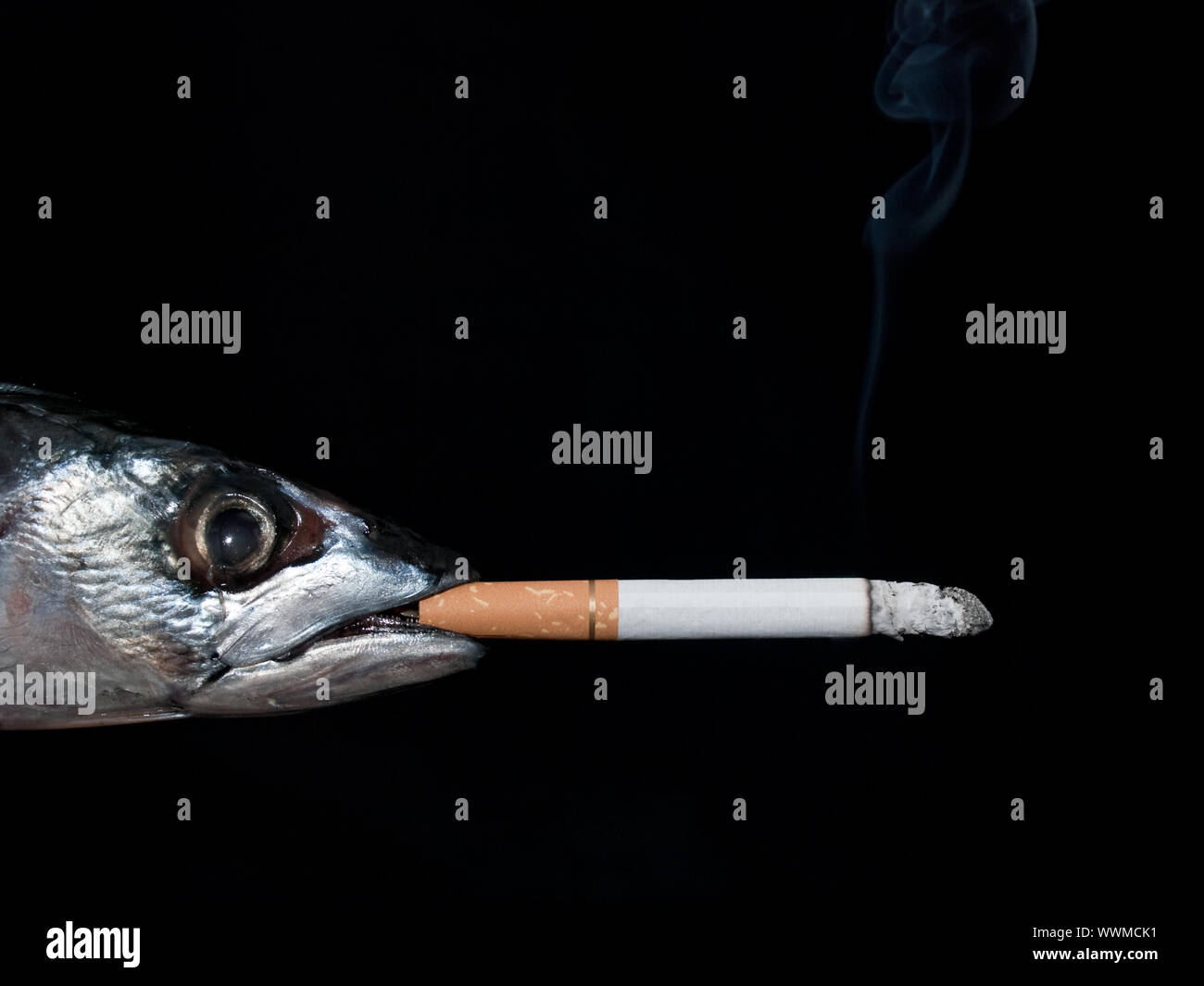 A fish smoking a cigarette on black background Stock Photo - Alamy
