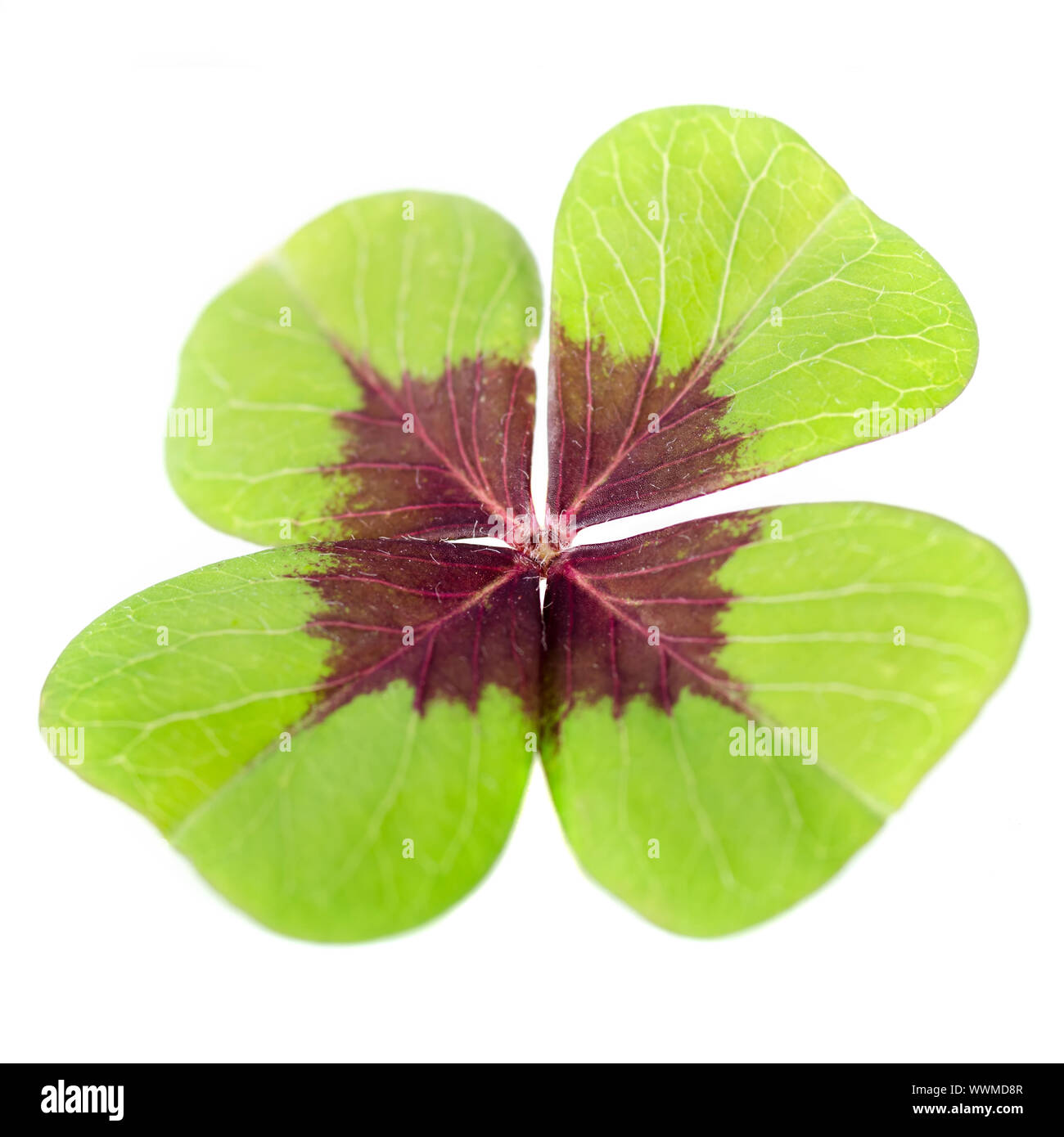 four-leaf cloverleaf Stock Photo