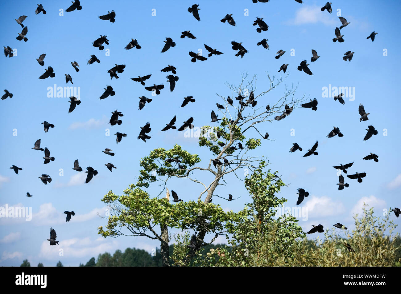 Large group of birds in the sky Stock Photo Alamy