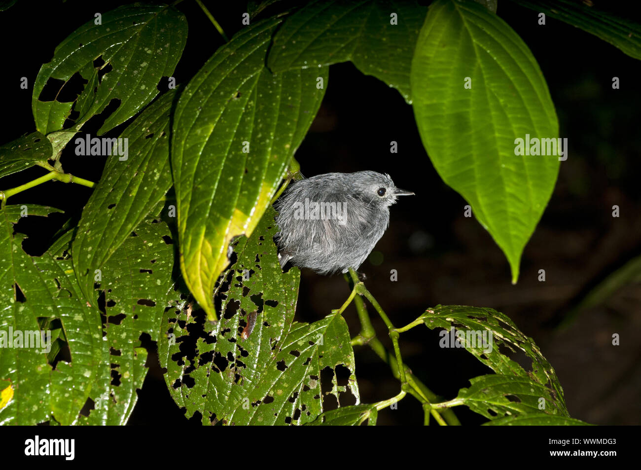 Sleeping Antbird Stock Photo