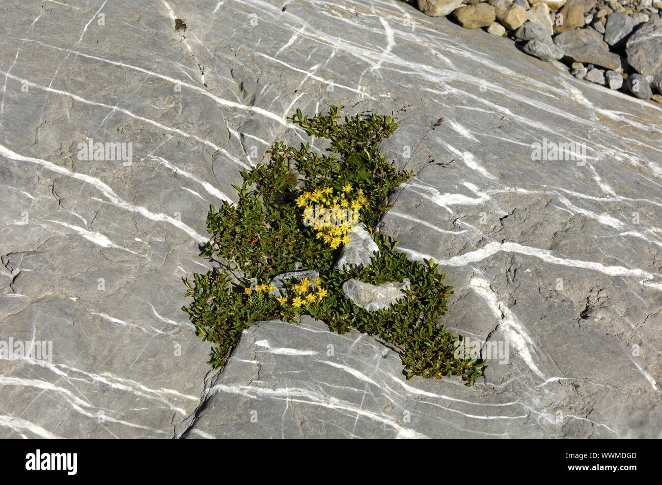 Saxifraga aizoides (Saxifraga saxifrage) in a rock hollow of a glacial moraine Stock Photo