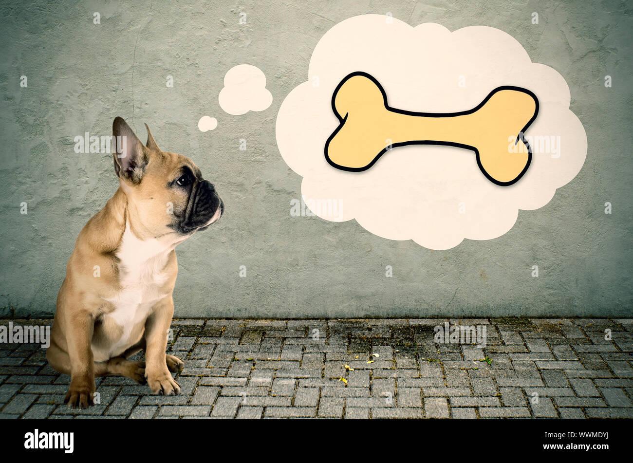 French bulldog thinks of a bone Stock Photo
