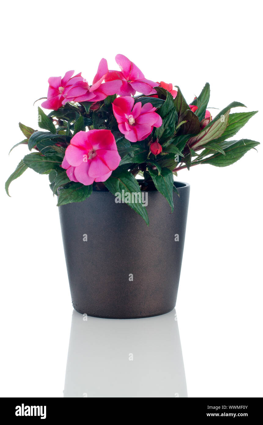 Beautiful pink impatiens flower in a dark flowerpot on white background. Stock Photo