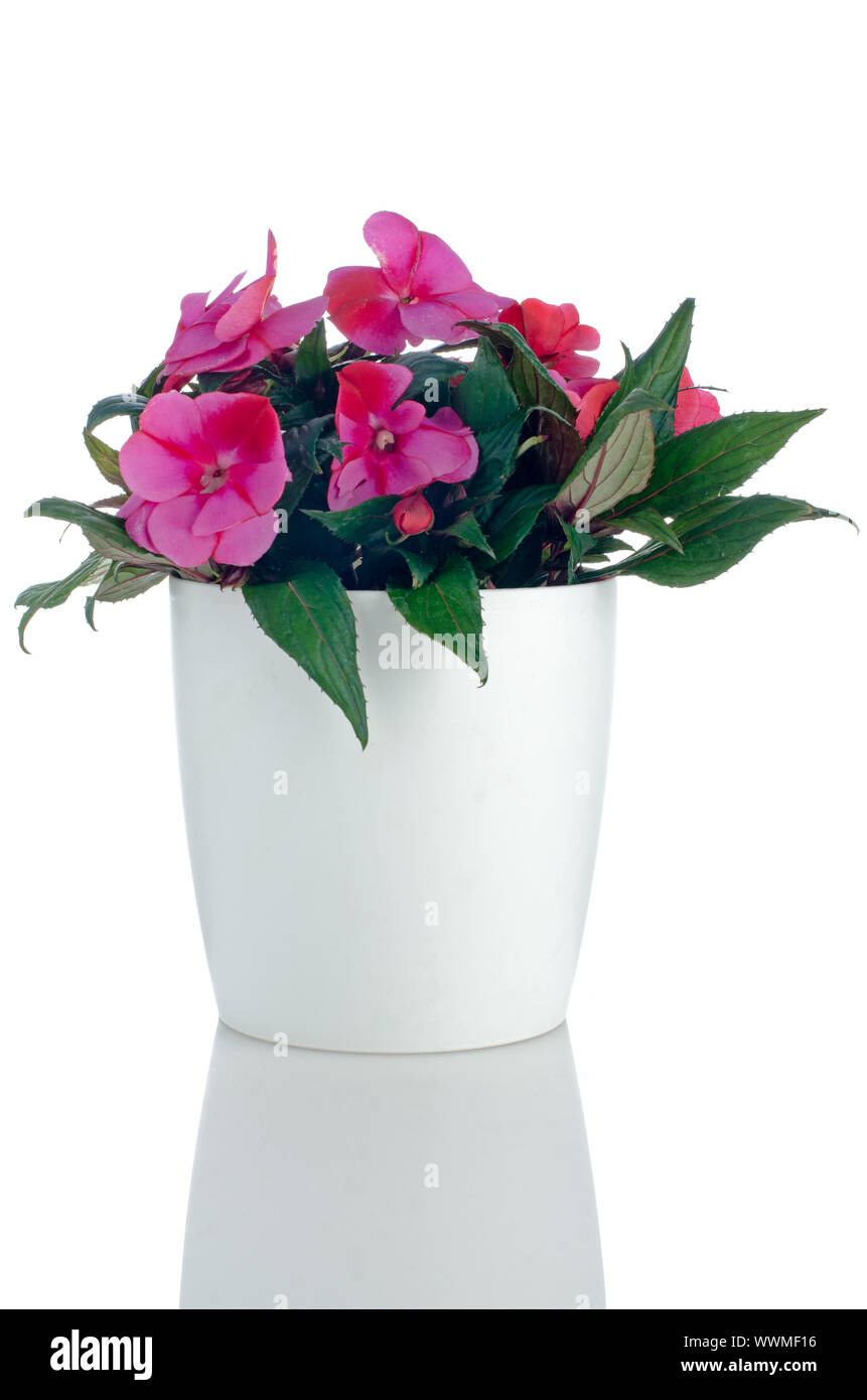 Beautiful pink impatiens flower in a white flowerpot on white background. Stock Photo