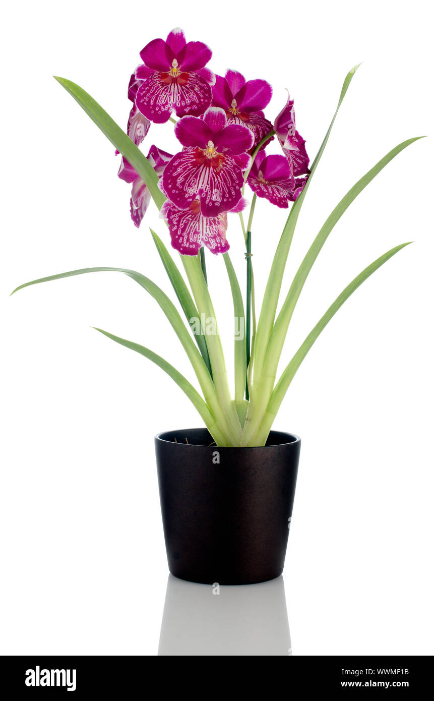Beautiful Pansy Orchid - Miltonia Lawless Falls  flowers in a dark flowerpot on white background. Stock Photo