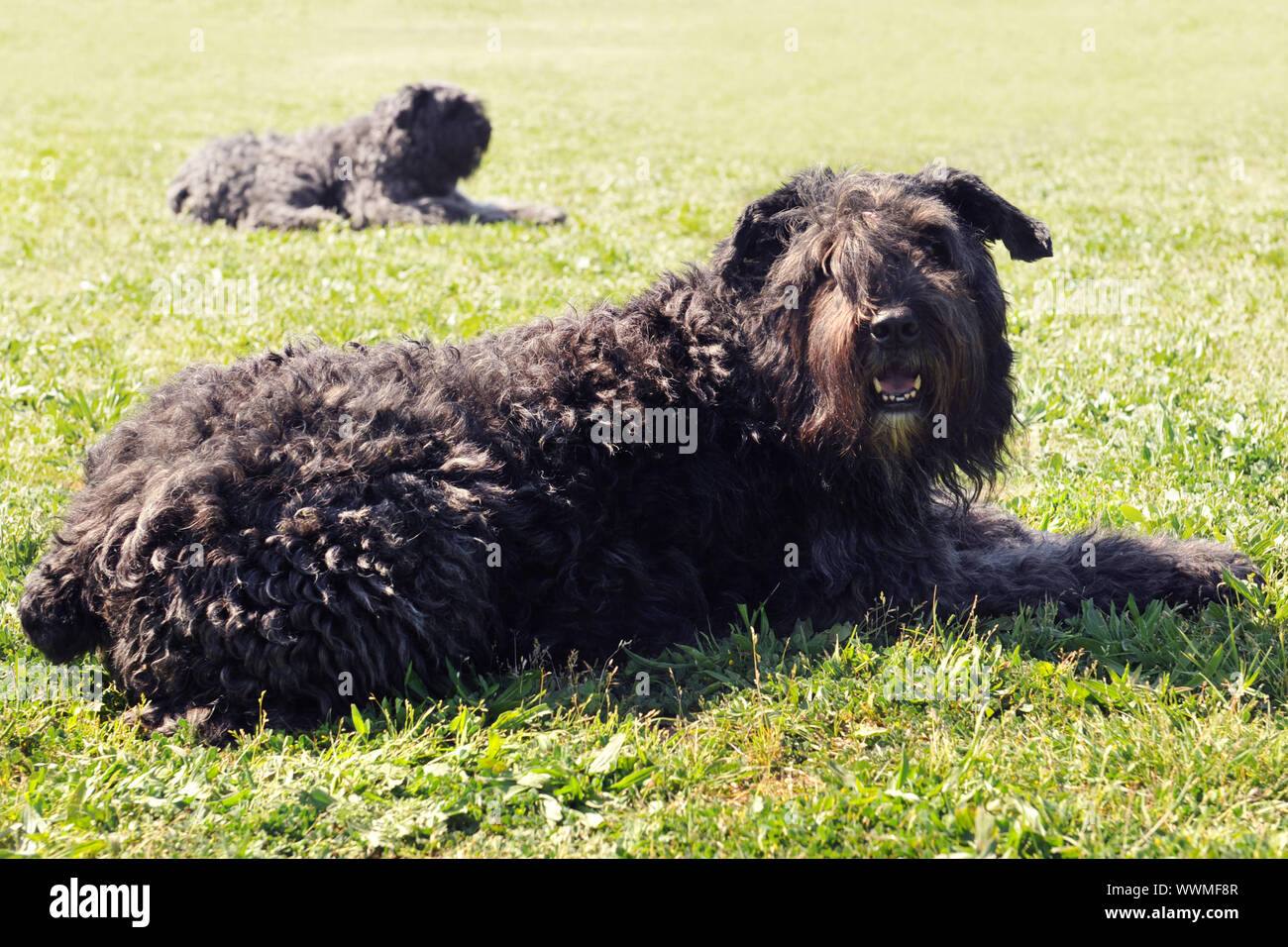 purebred bouvier des flandres in the grass Stock Photo