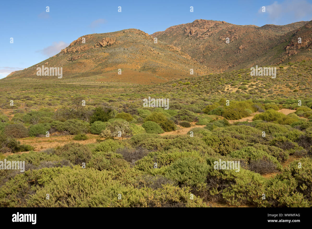 Nama Karoo Shrub savannah, Richtersveld, South Africa Stock Photo