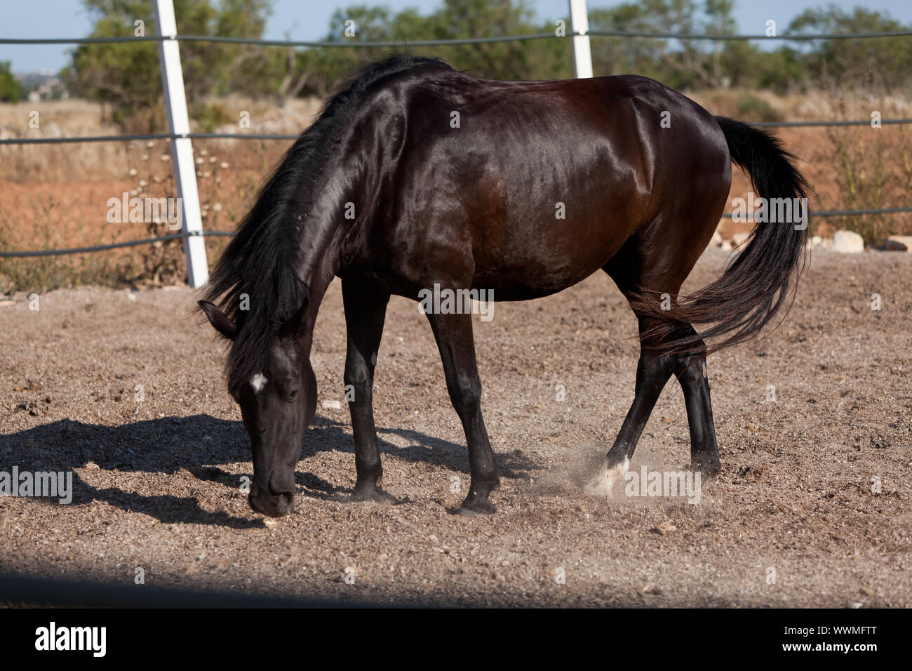 purebred menorcan horse prm horse outdoor rolling Stock Photo - Alamy