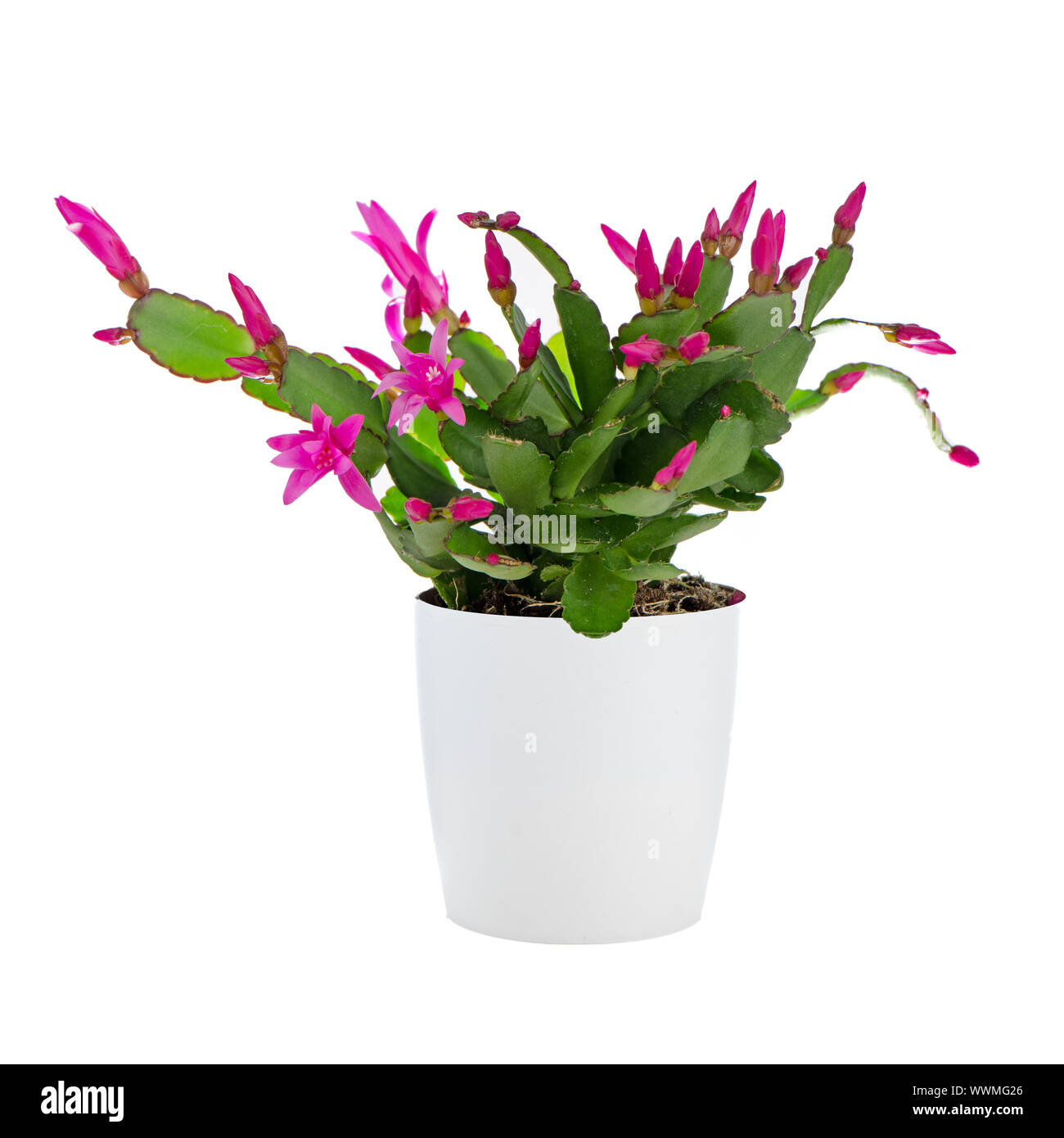Easter Cactus (Rhipsalidopsis cactus) in a white flowerpot on white  background Stock Photo - Alamy