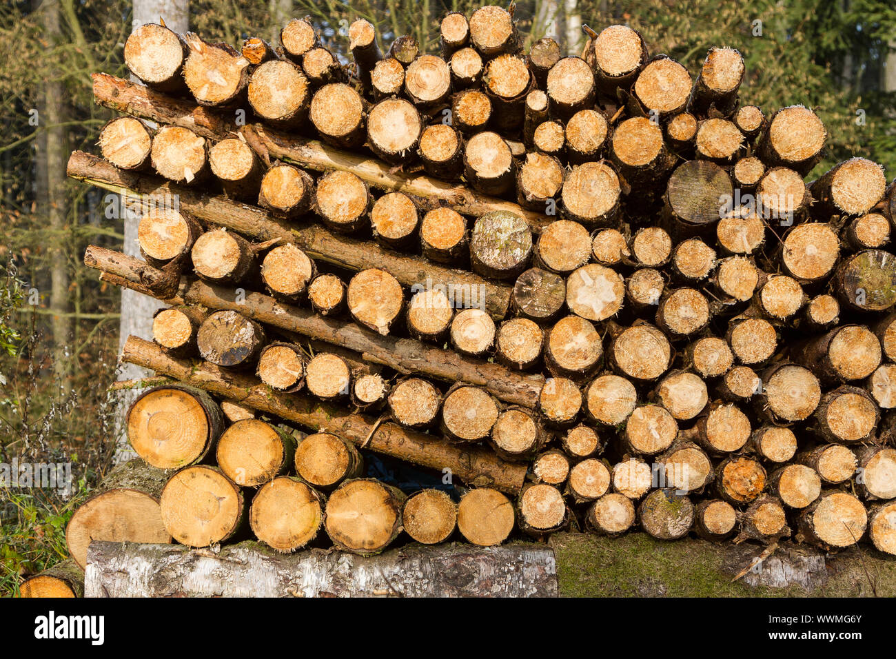 Renewable raw material wood Stock Photo