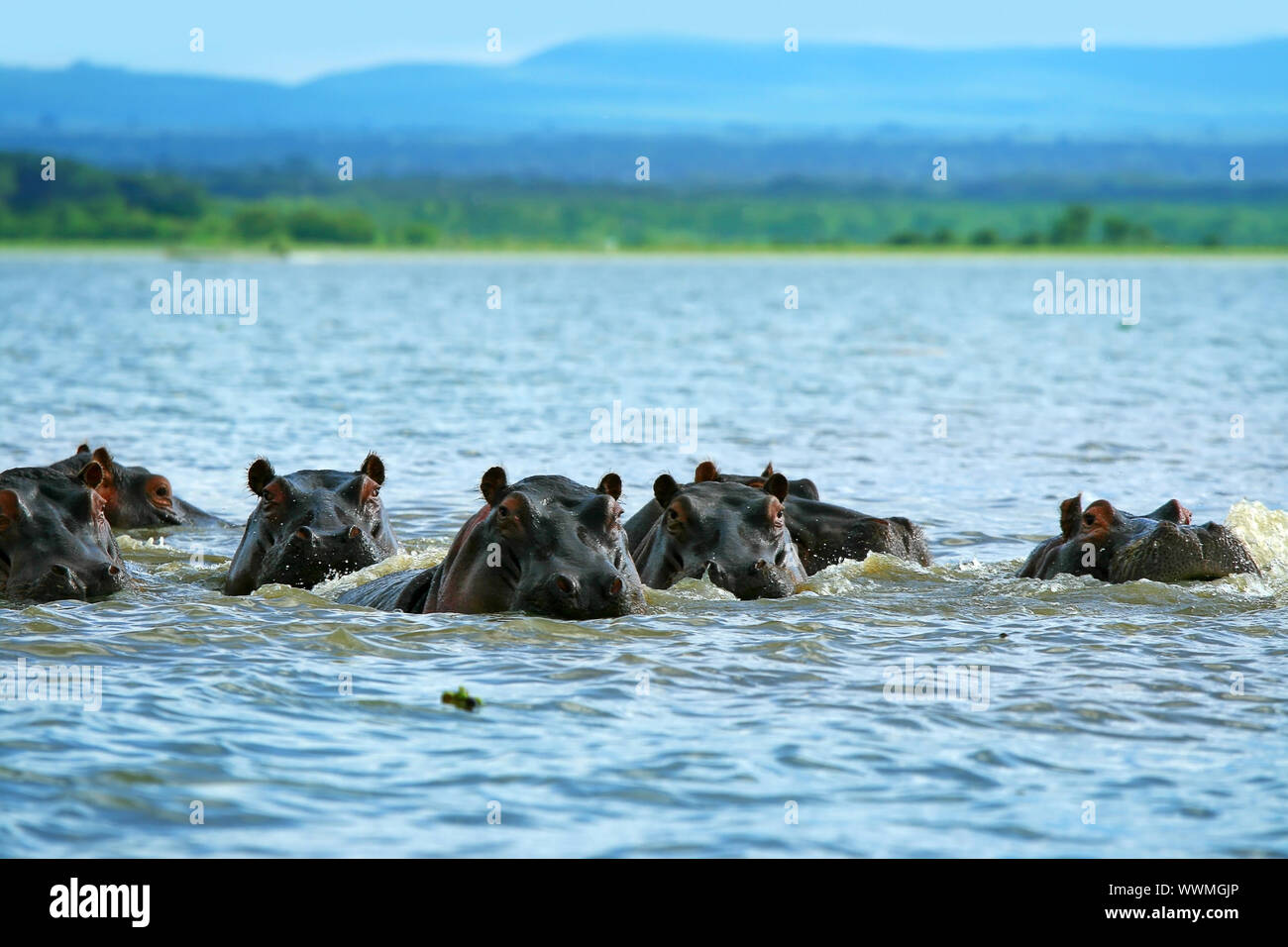 Hippos Stock Photo