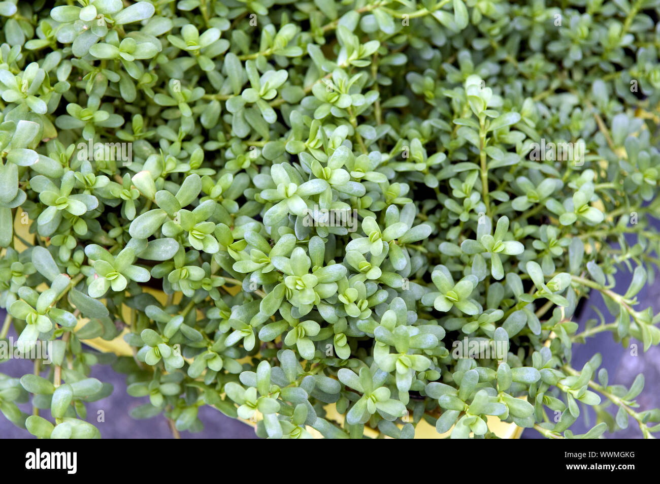 Brahmi, Bacopa monnieri Stock Photo