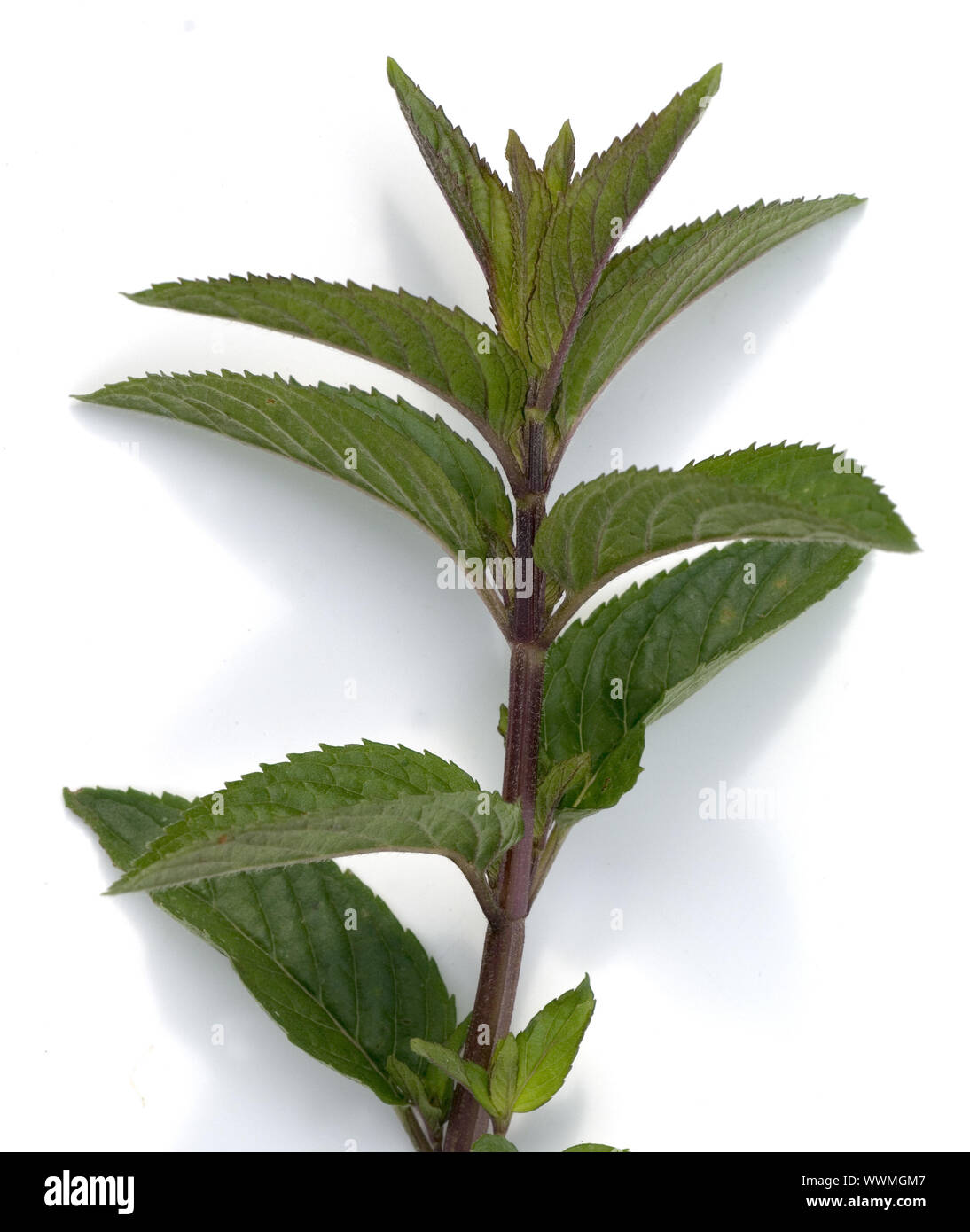 real peppermint Stock Photo
