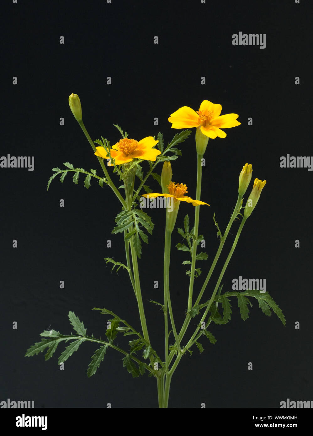 Spice tag, marigold tenuifolia Stock Photo