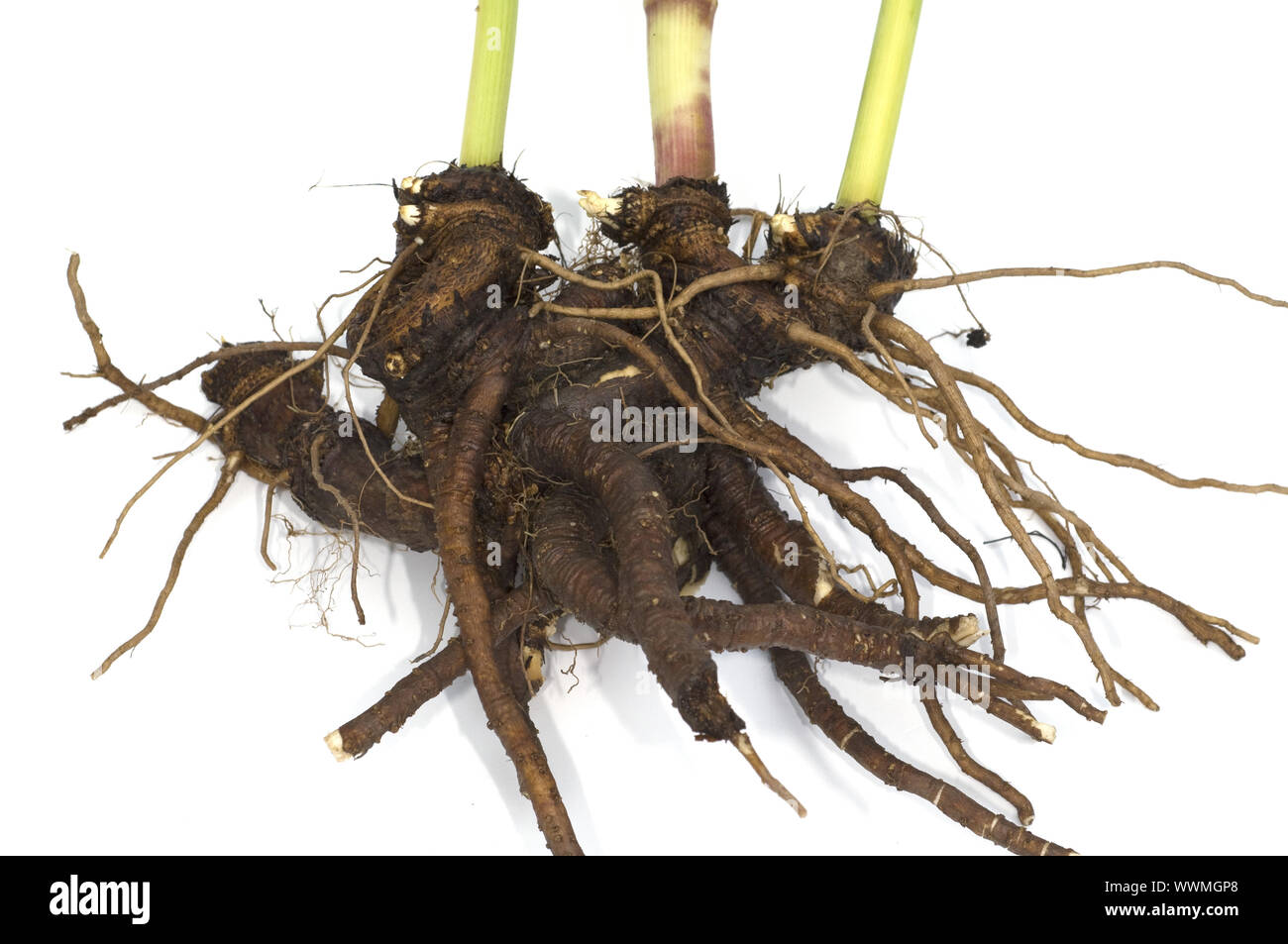 Lovebelts hires stock photography and images Alamy