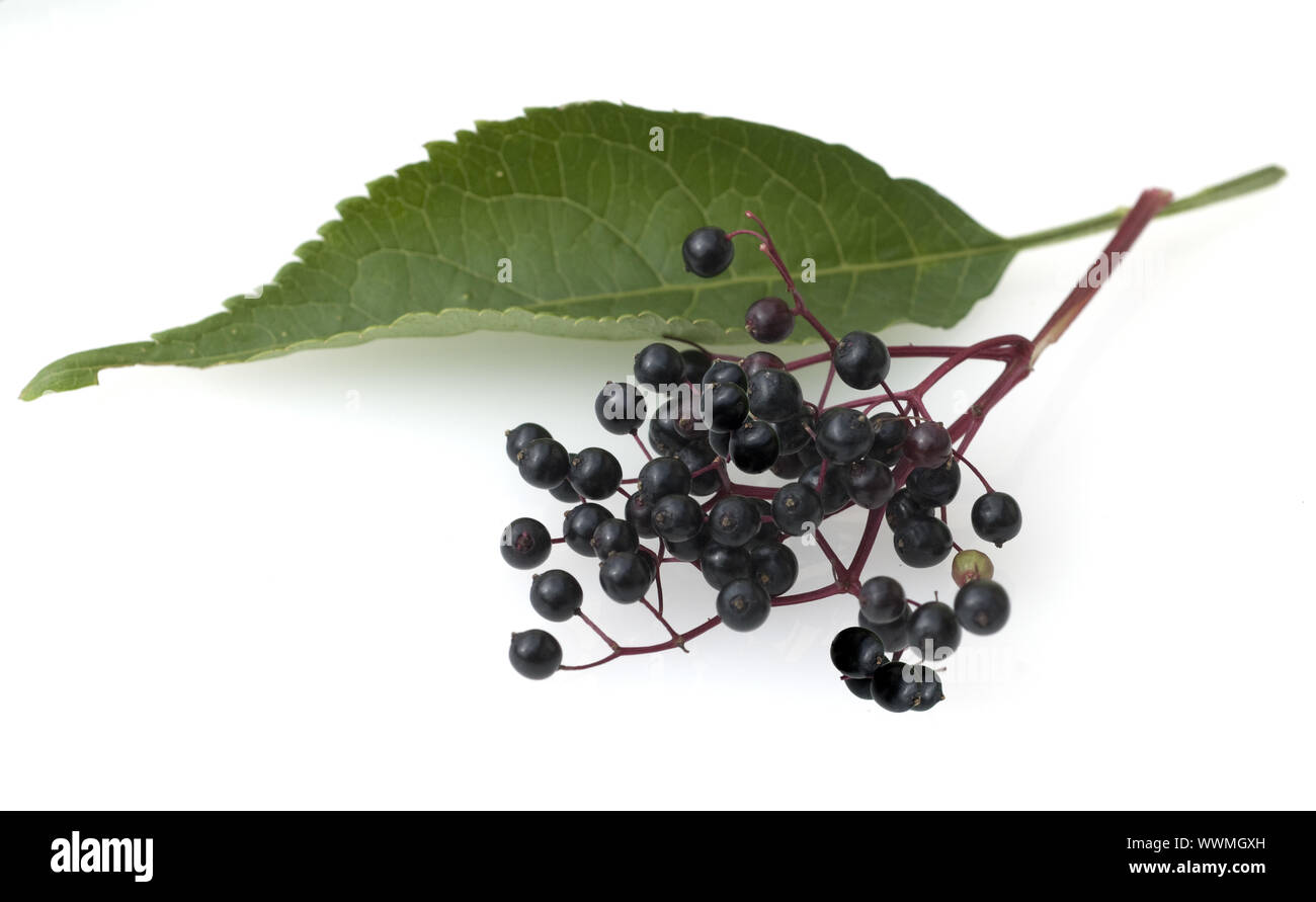 Black elder (Sambucus nigra) Stock Photo