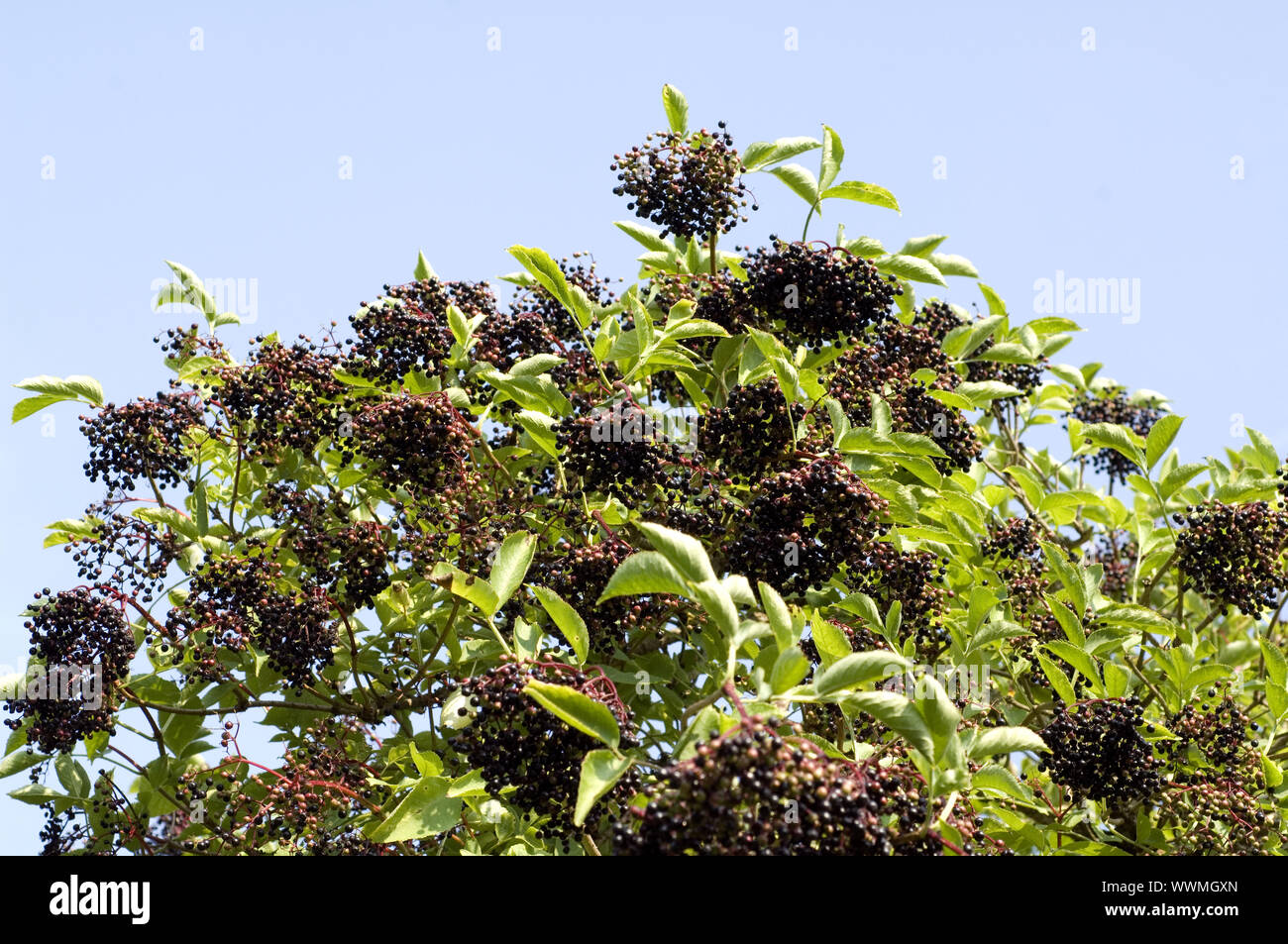 Black elder (Sambucus nigra) Stock Photo