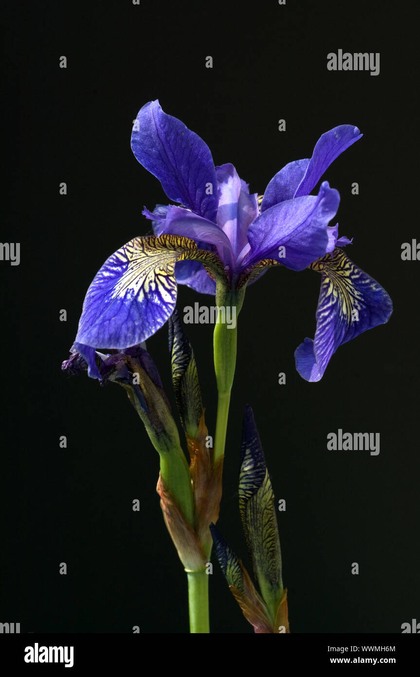 Deutsche Schwertlilien; Iris germanica Stock Photo