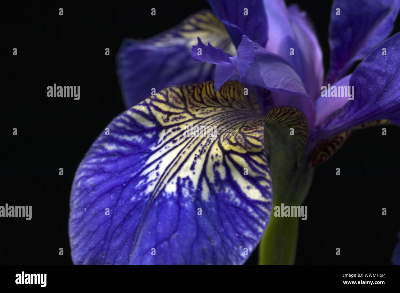 Deutsche Schwertlilien; Iris germanica Stock Photo