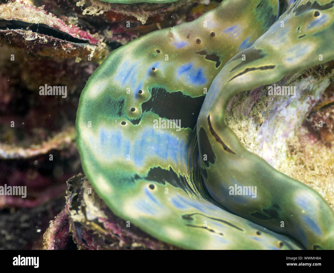 giant clam, Tridacna gigas Stock Photo - Alamy
