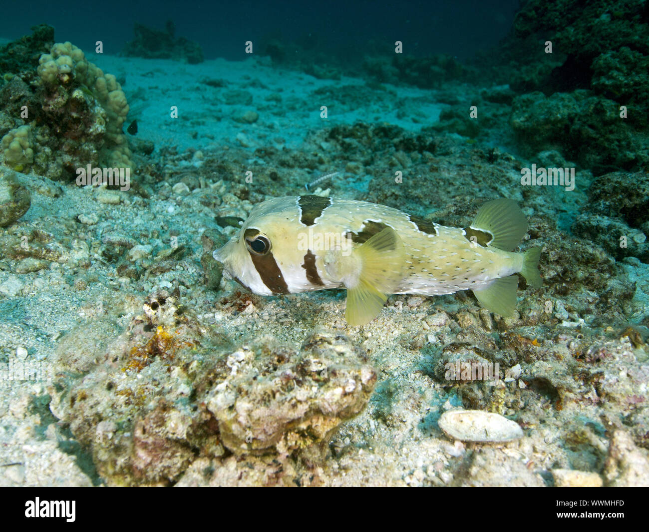 Black-blotched porcupinefish Stock Photo