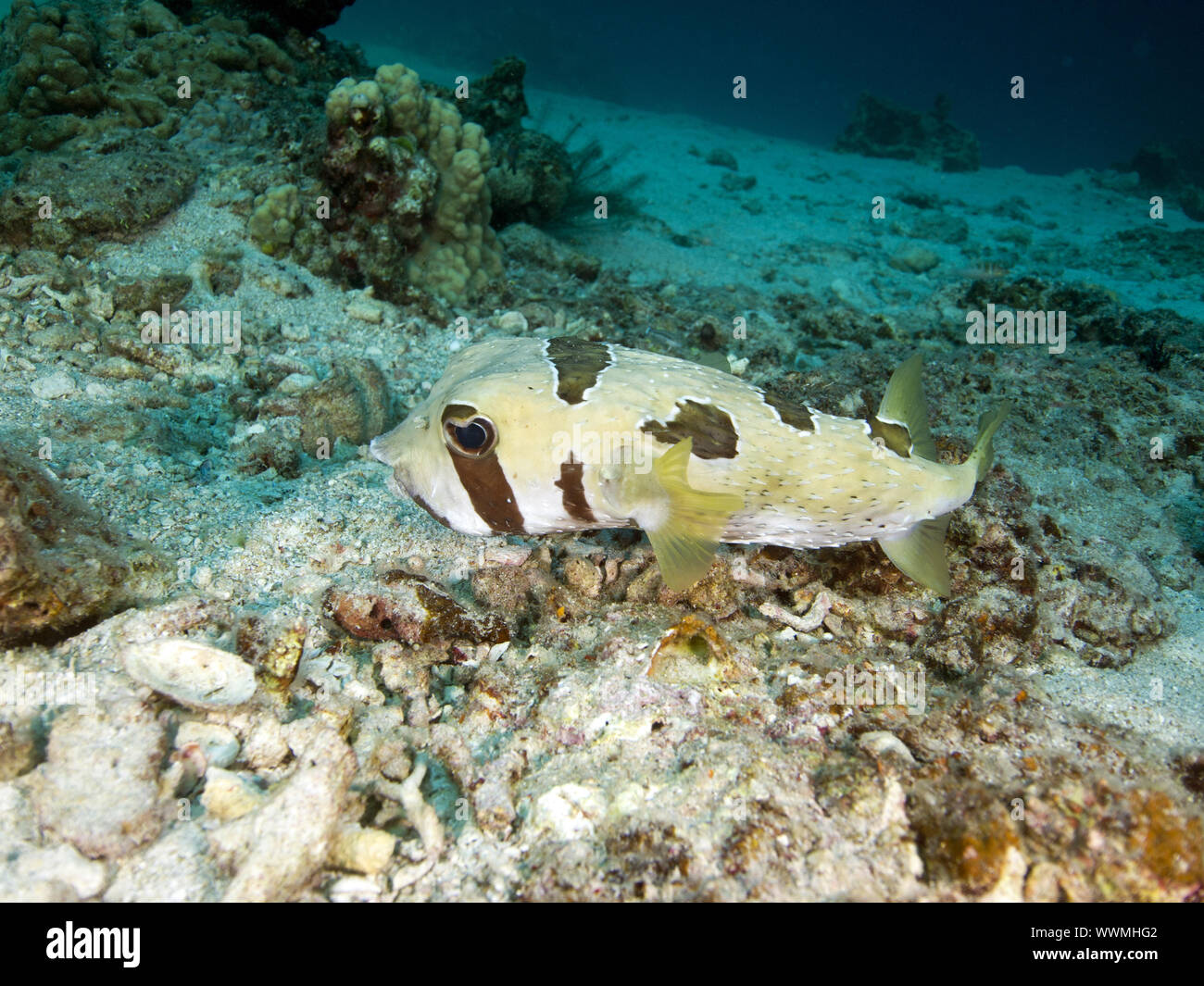 Black-blotched porcupinefish Stock Photo